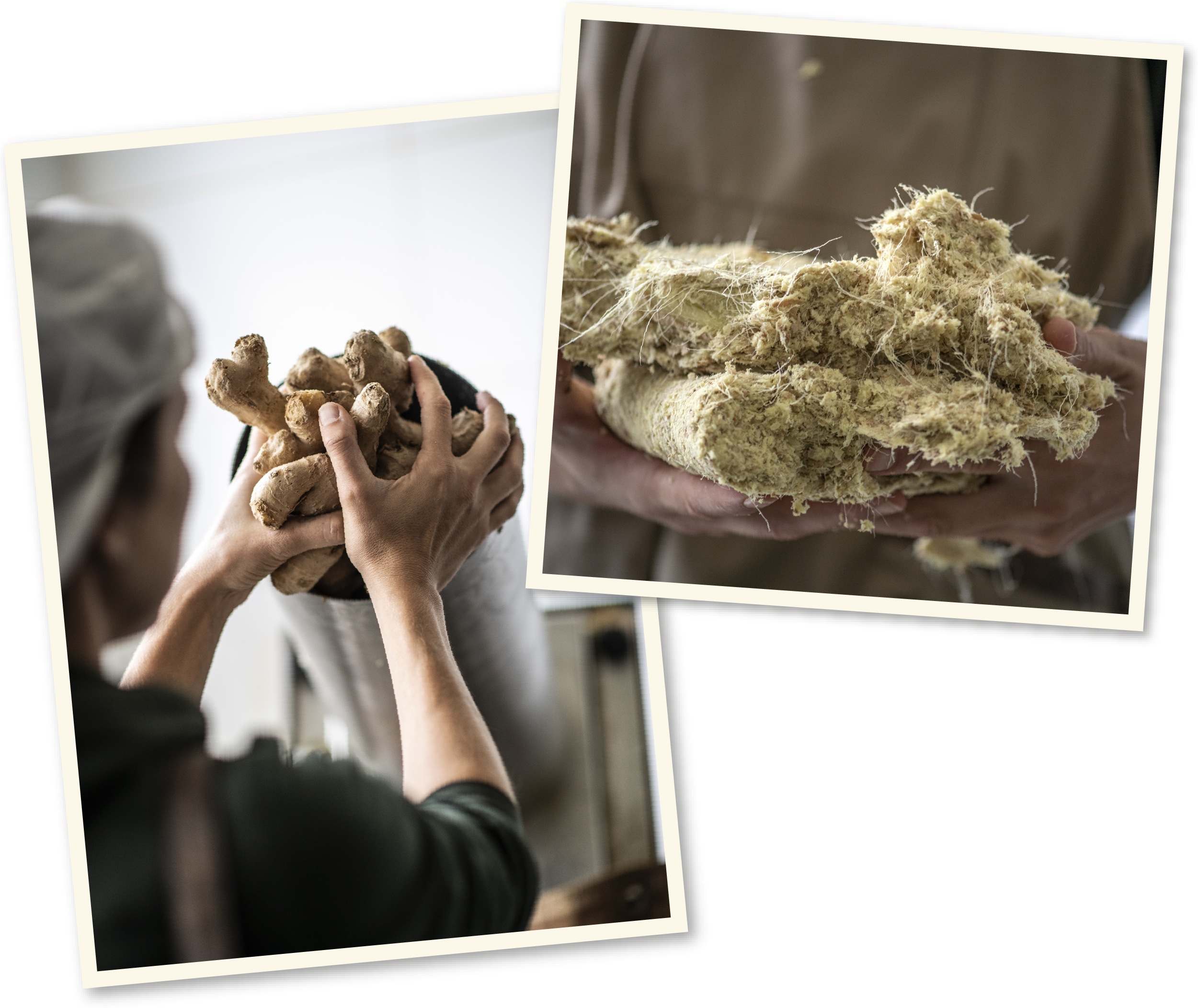 <p>De kracht van <em>gember</em></p>